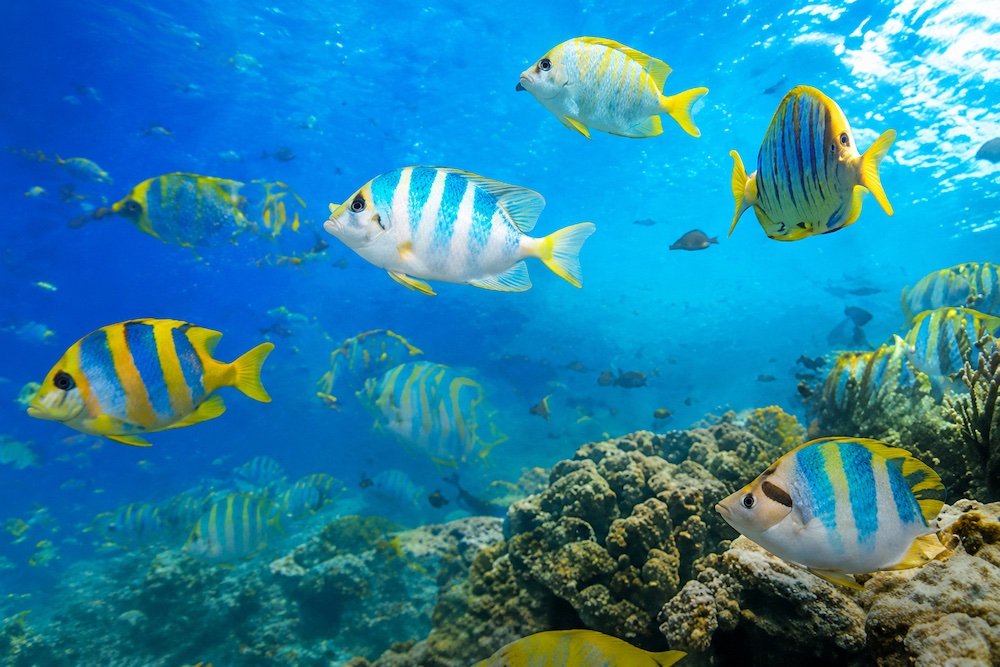 沖縄の魚図鑑