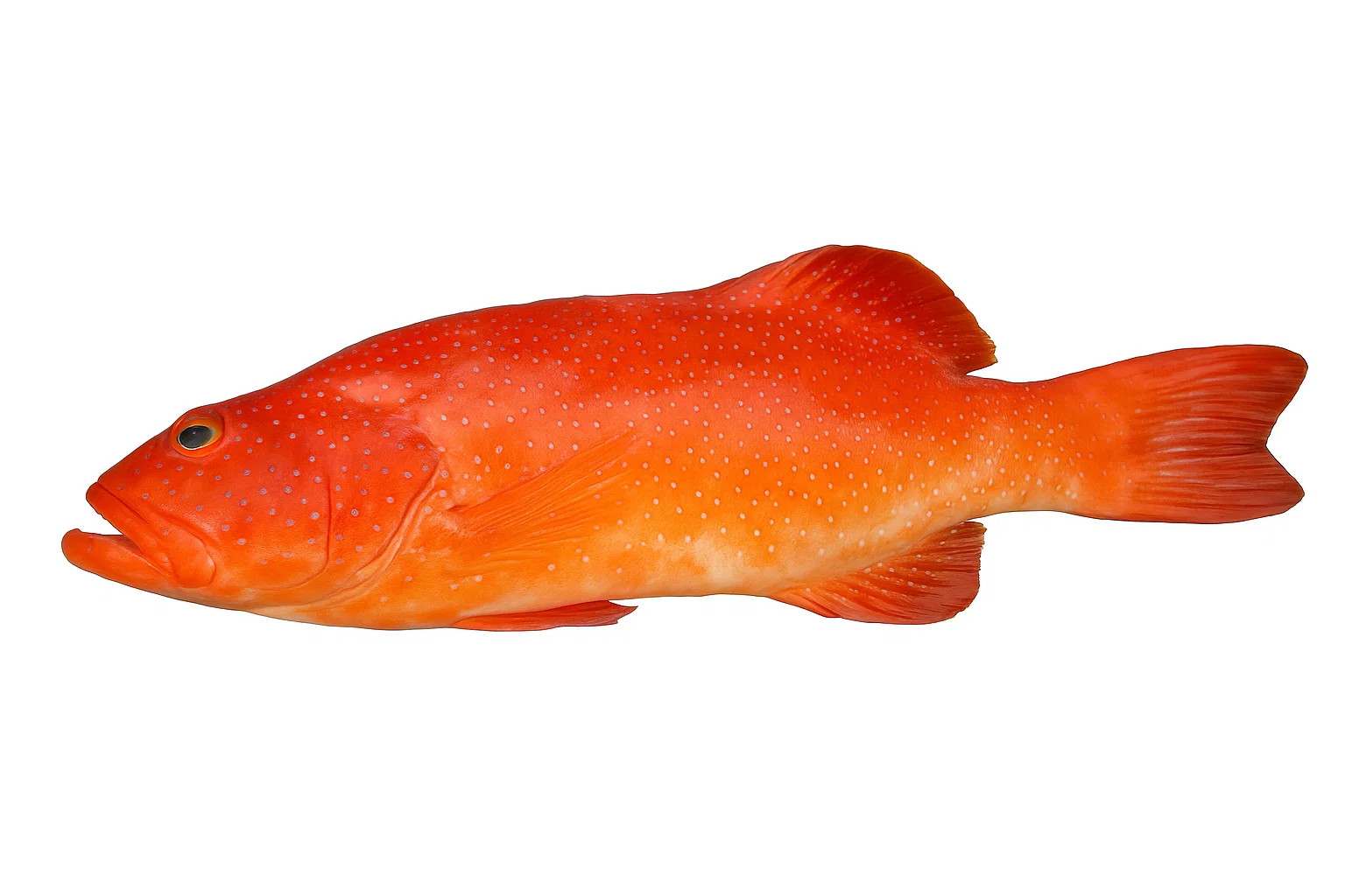 沖縄の高級魚・アカジンミーバイ！釣り方・食べ方を紹介 - 釣具