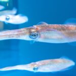 沖縄の12月は何が釣れる？服装・おすすめターゲット＆釣り旅ガイド