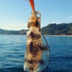 【3月〜4月】春の沖縄イカ釣りガイド｜エギングで大型のイカを狙う！