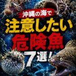 沖縄の海で注意したい危険魚7選！毒やトゲを持つ魚に要注意
