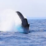 沖縄のホエールウォッチングは楽しい？見れなかった場合は返金？口コミ・船酔い・注意点について