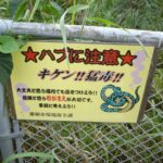 沖縄の海・自然で気をつけたい危険生物｜クラゲ・毒魚・ハブと遭遇を避ける対策