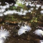 沖縄のサガリバナってどんな花？一夜で散る花と、水面に浮かぶ幻想的な景色